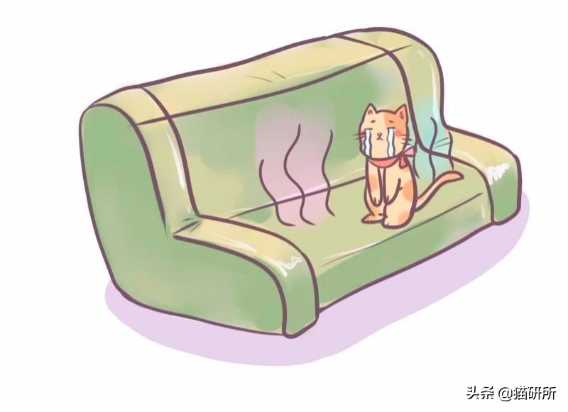 费洛蒙猫咪平替,费洛蒙猫咪行为