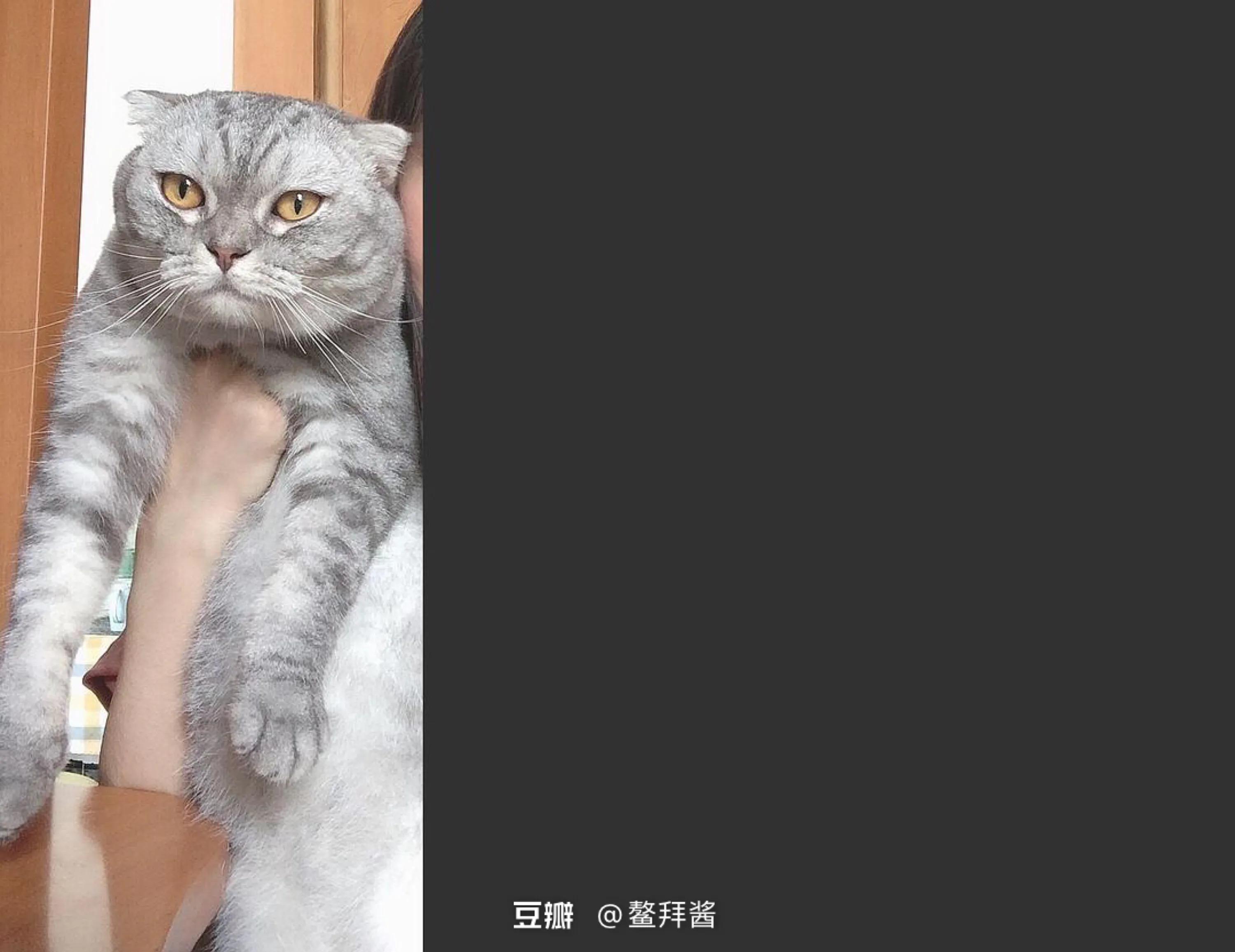 闲鱼领养了折耳母蓝猫,在闲鱼上领养猫咪是真的吗