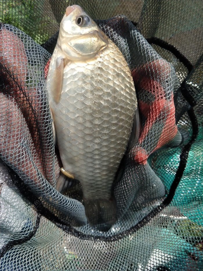 钓鱼线组搭配与鱼钩的大小,鱼塘钓鱼线组的最佳搭配