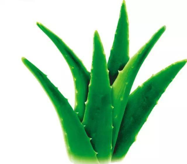 吸甲醛最好的植物排名最好养的,吸甲醛的绿植哪些最好养活