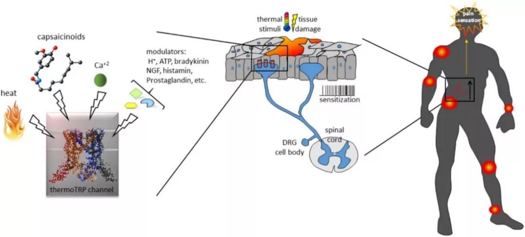 研究温度感知与触觉的两位科学家获生物诺奖