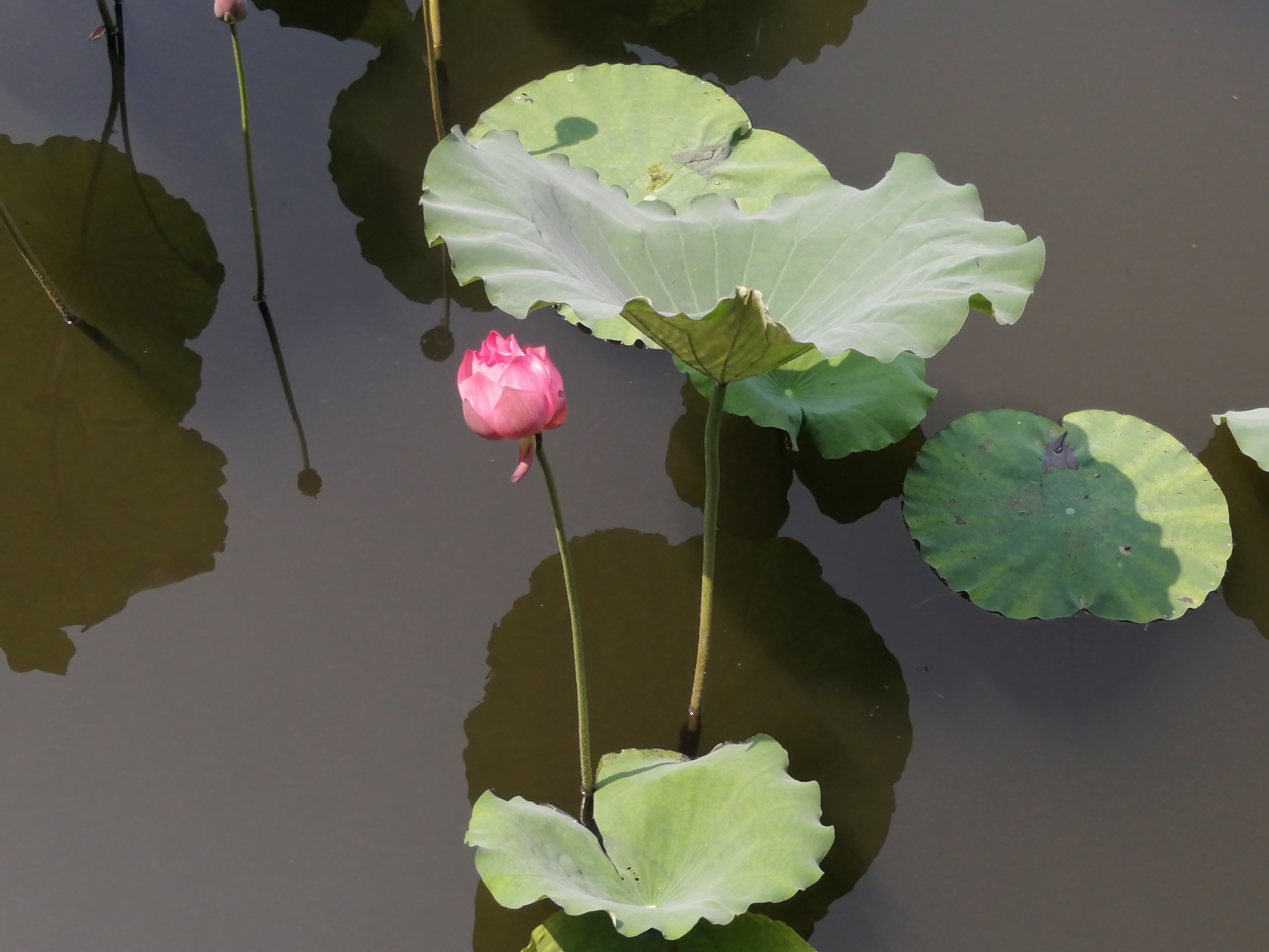 武汉漫步东湖视频,漫步东湖绿道