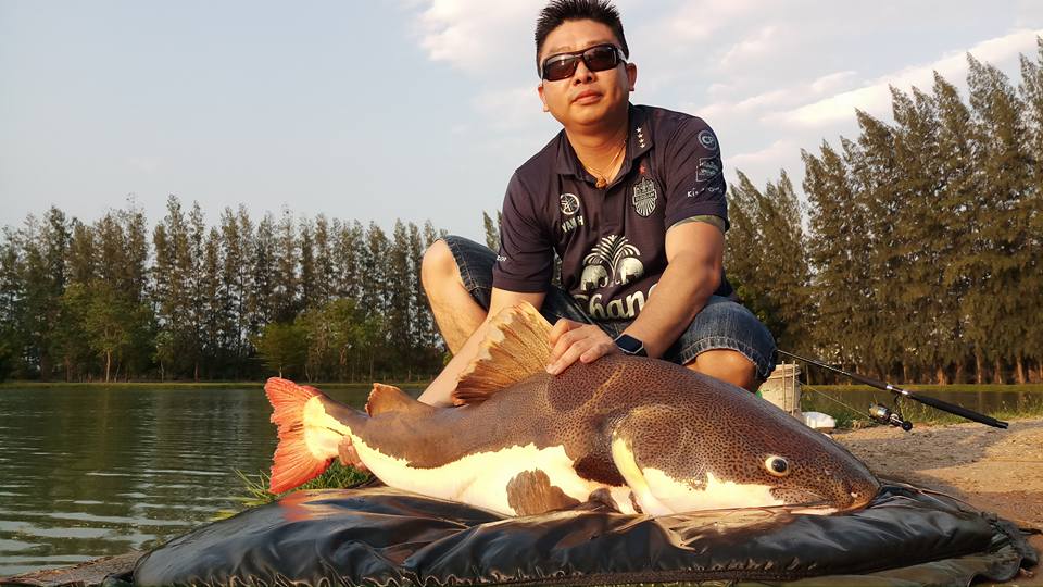 红尾鲶厉害吗,李大毛钓红尾鲶