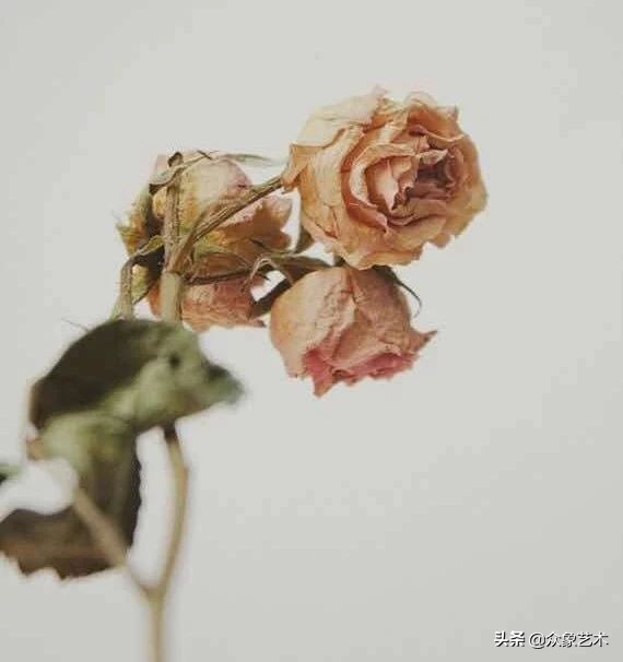 如何制作干花片,如何制作干花花束