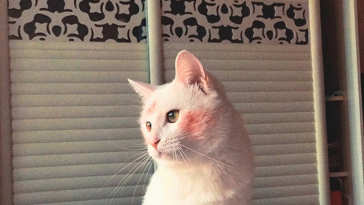 猫咪生病了用什么草药,猫咪提高免疫力药品