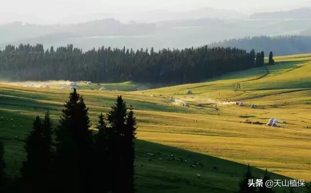伊犁可克达拉草原,伊犁草原之旅