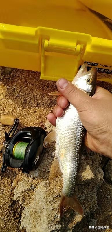 路亚马口中鱼什么感觉,路亚马口都需要什么