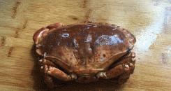 面包蟹和帝王蟹谁最厉害,面包蟹帝王蟹都是从哪里进口