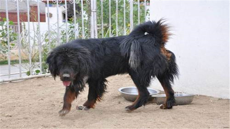 藏獒怎么训成凶猛狗,藏獒的饲养方法和训练