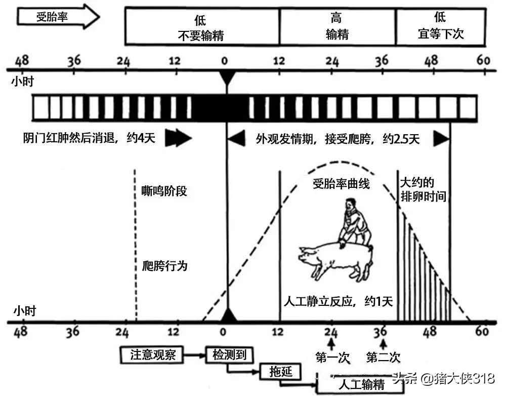 人工授精时间的把握对受胎率的影响「养猪那些事」