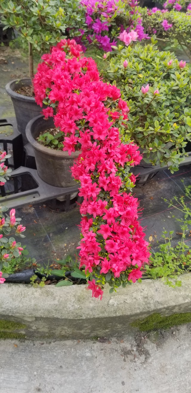 又是清明雨上折菊寄故人,清明雨上折菊寄相思