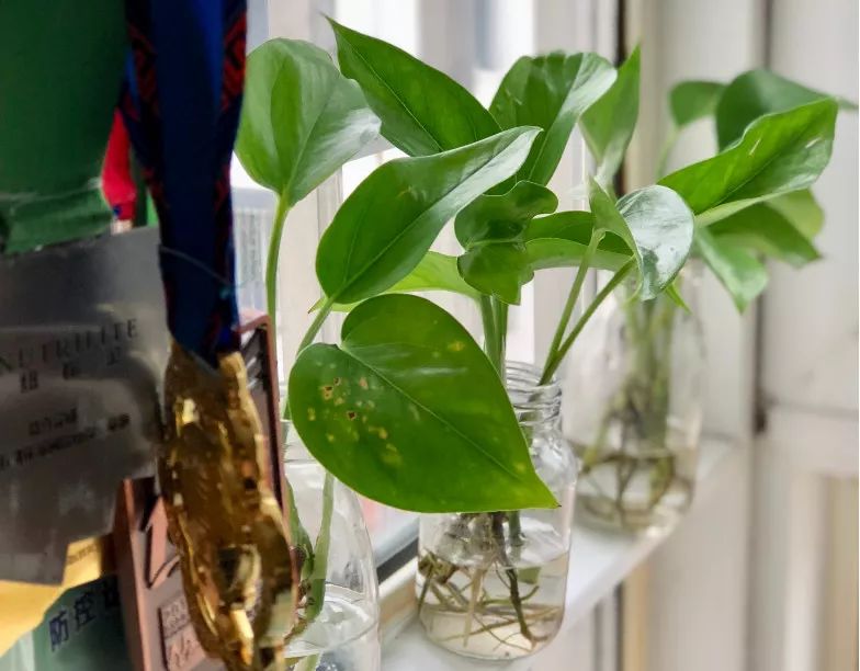 谁说绿萝知识浇浇水？很多人都养错了，绿萝应该这么养