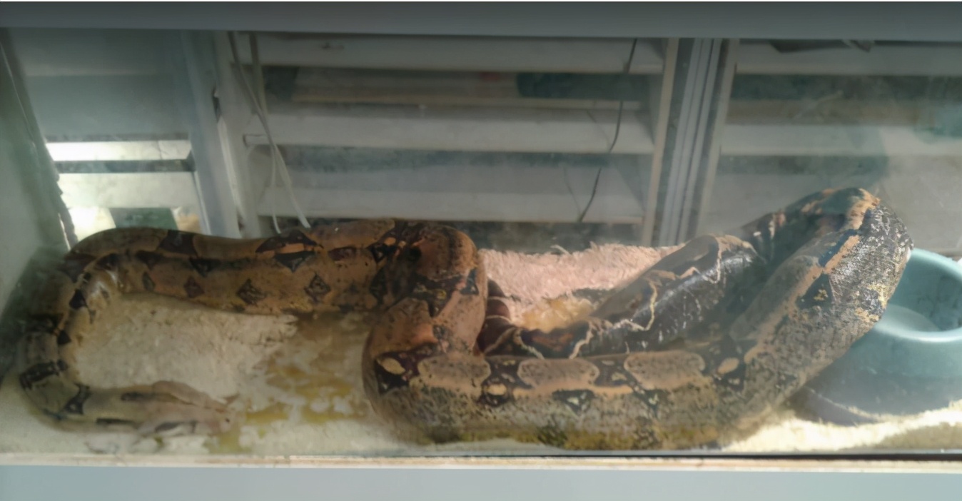 爬宠怎么安排饲养全部过程,饲养任何爬宠都需要注意这几点