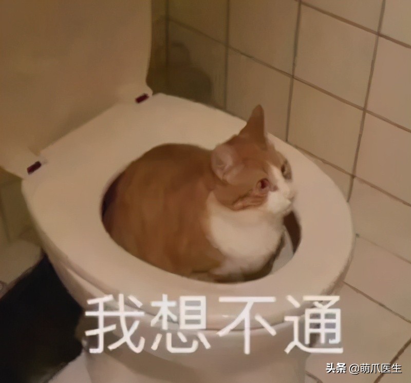 盘点那些手贱的猫咪被烫伤,盘点猫咪被烫过的倒霉瞬间