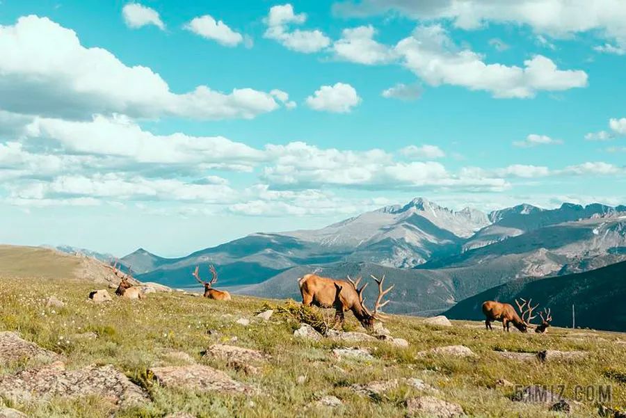 麋鹿儿童画威武霸气,八岁以上儿童画麋鹿