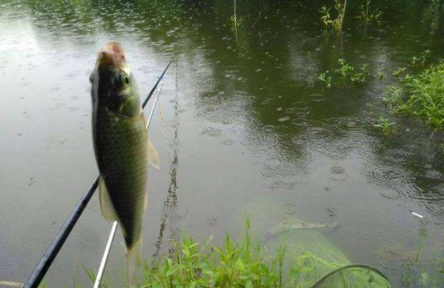 下雨天不能钓鱼吗?学习会这几种天气因素让你,鱼获满仓