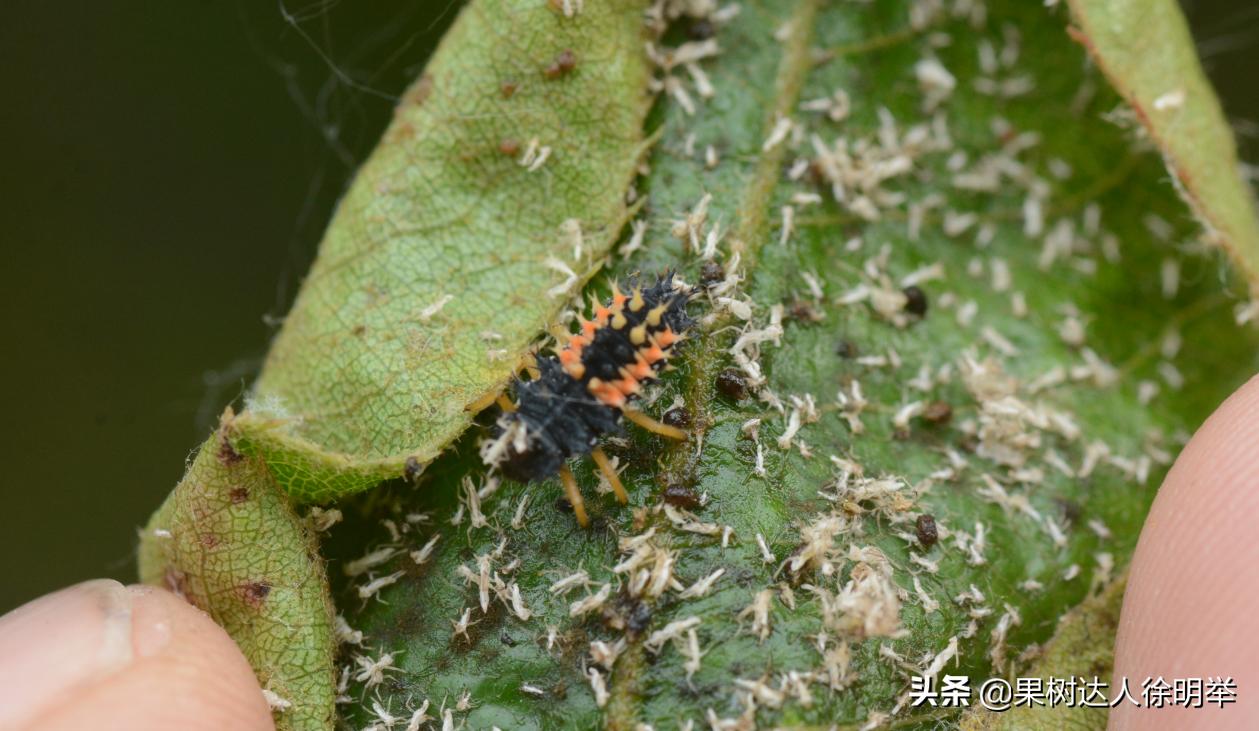 梨树没蚜虫卷叶是什么原因,梨树叶卷了里面都是蚜虫