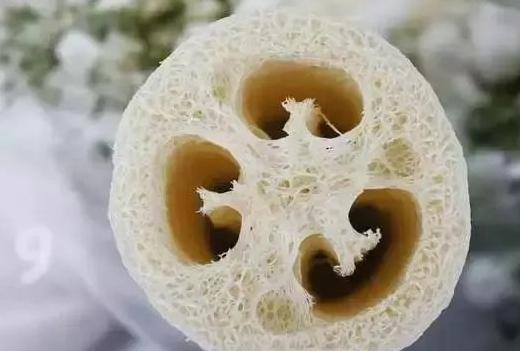 丝瓜养花,老丝瓜有什么用