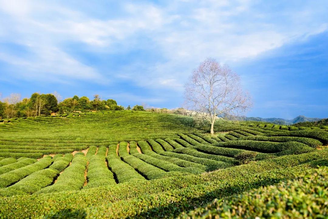 五一去婺源千古茶园,婺源茶文化旅游路线攻略