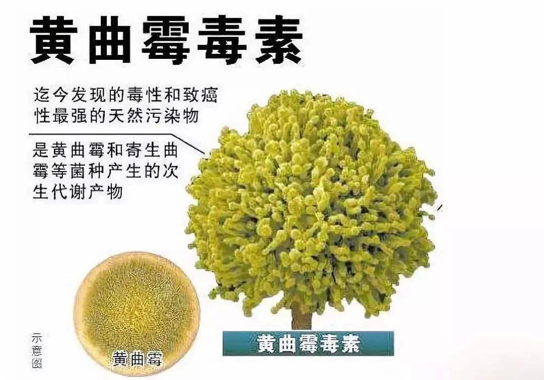 很常见的霉菌,你肯定不知道它对养鸡的危害有多大