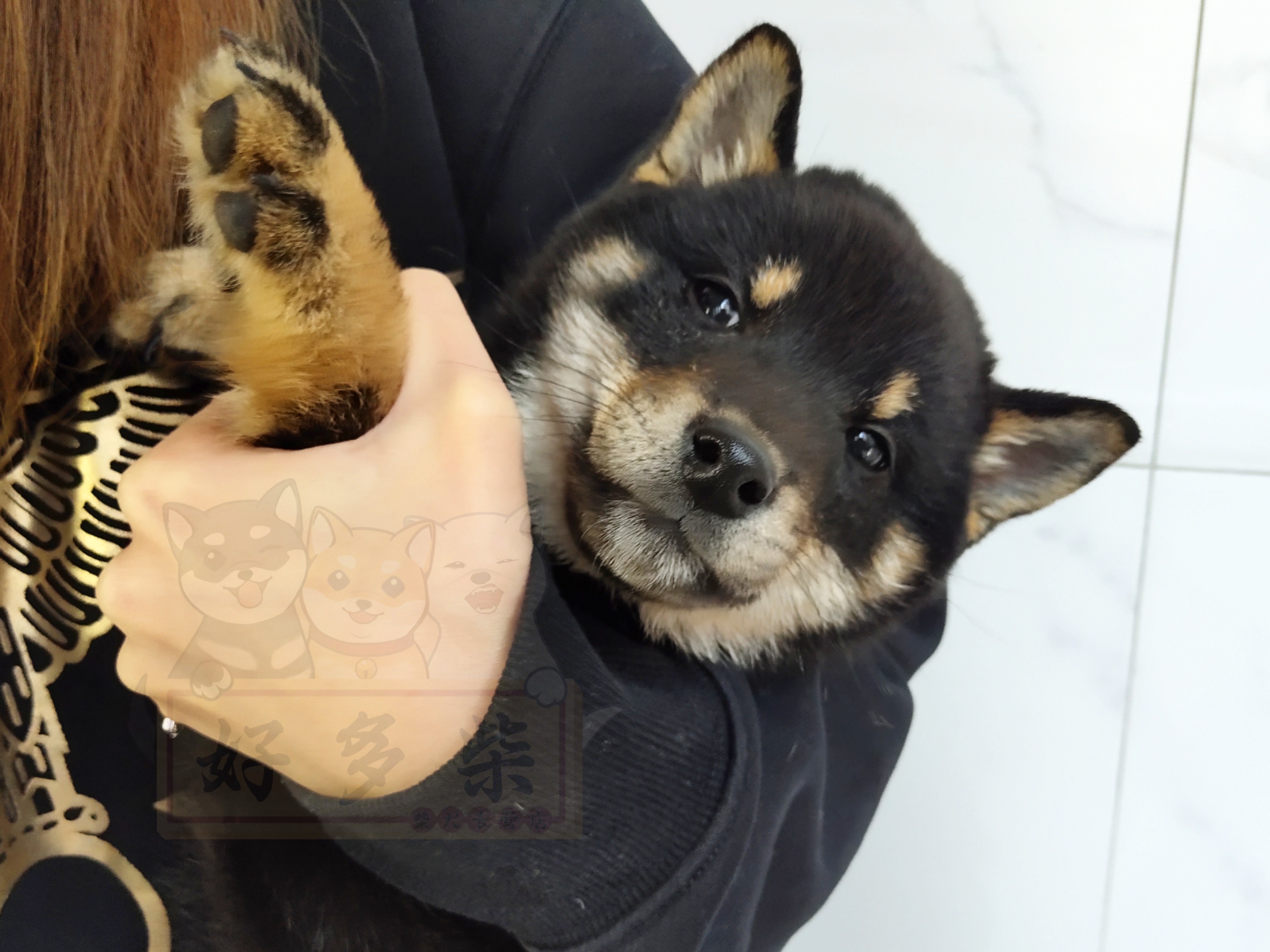 如何判断柴犬犬舍正规,犬舍柴犬靠谱吗