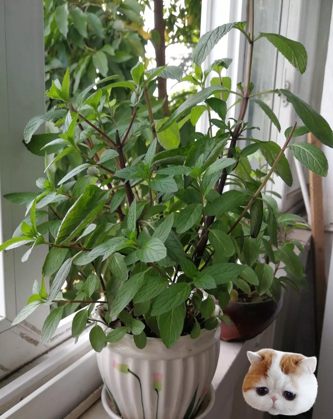 养哪一种吃虫子的花最合适,这4种花真省心养在家里不招虫