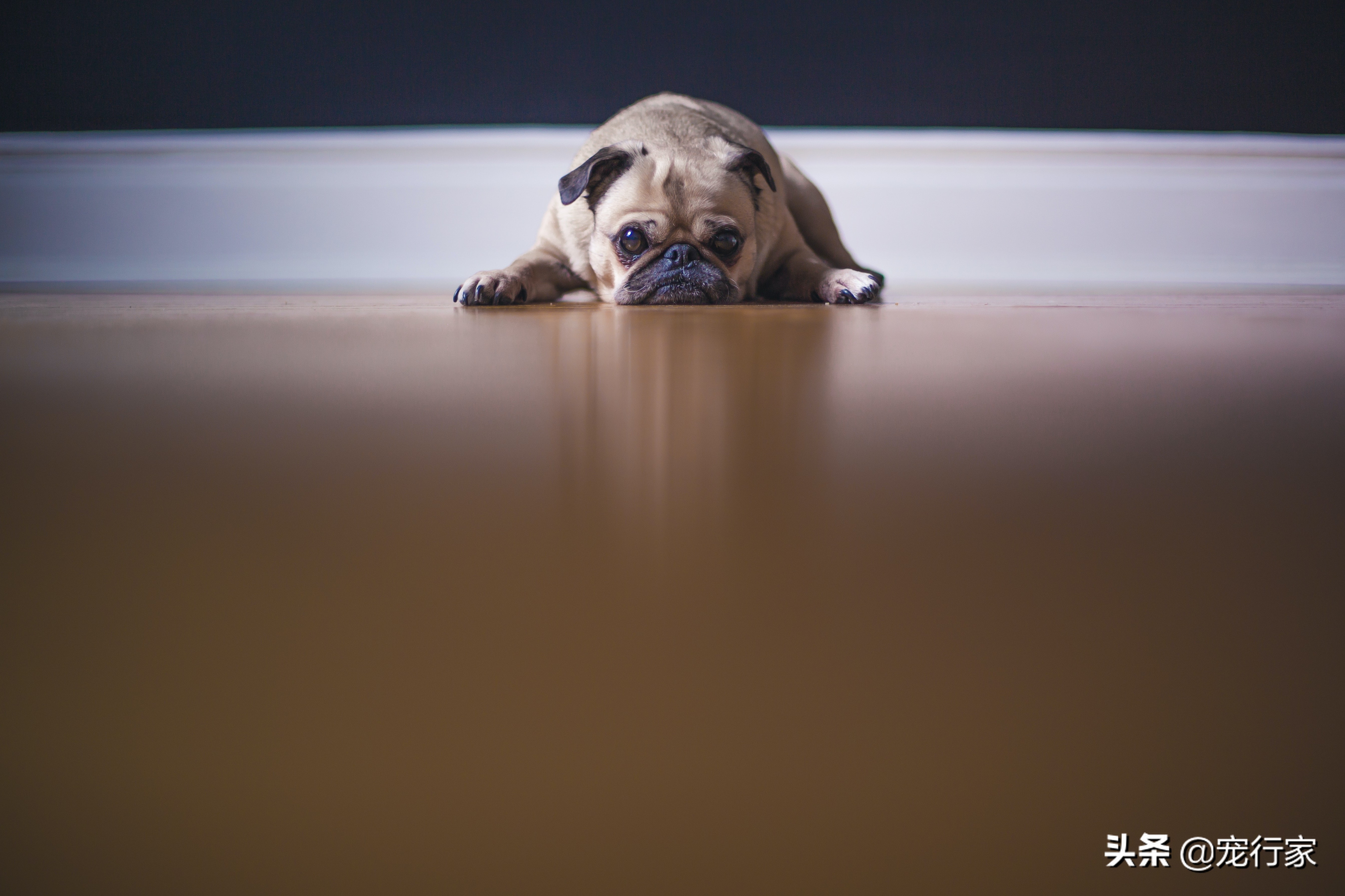 狗狗爱喝水不爱吃饭怎么办,狗狗乳糖耐受可以喝牛奶吗