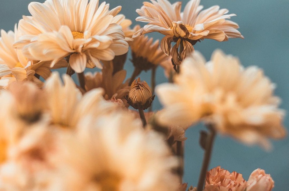 微距拍摄需要的器材,小成本视频摄影