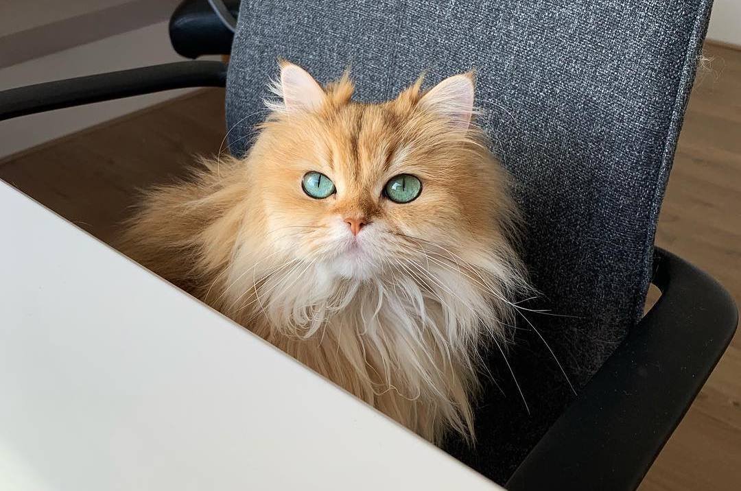 猫咪课堂：关于猫咪“膀胱炎”，看这一篇就够了