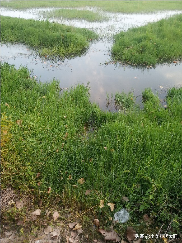 小龙虾塘口伊乐藻水草什么时候种,伊乐藻可以养高温虾吗