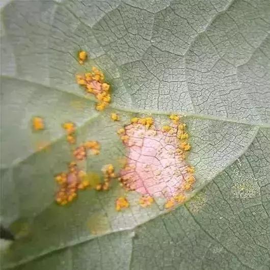 葡萄长锈斑图片,葡萄上有锈斑是什么品种