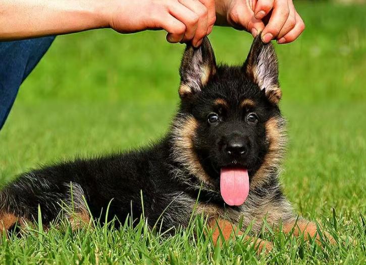 六个月的小德牧一天喂几顿合适,小德牧幼犬一天吃多少狗粮合适