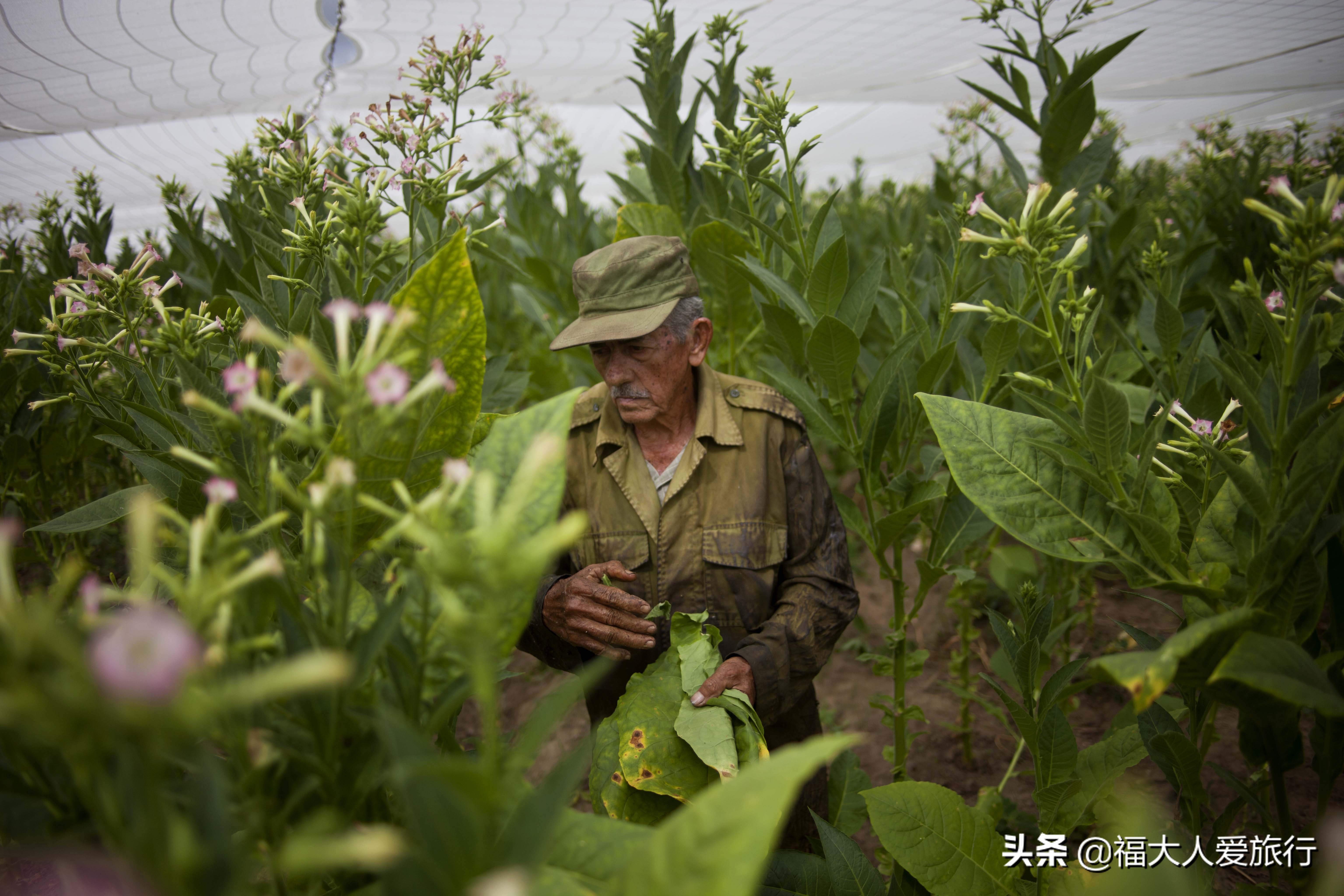 古巴最贵雪茄品牌价格表,最贵的古巴雪茄多少钱一支