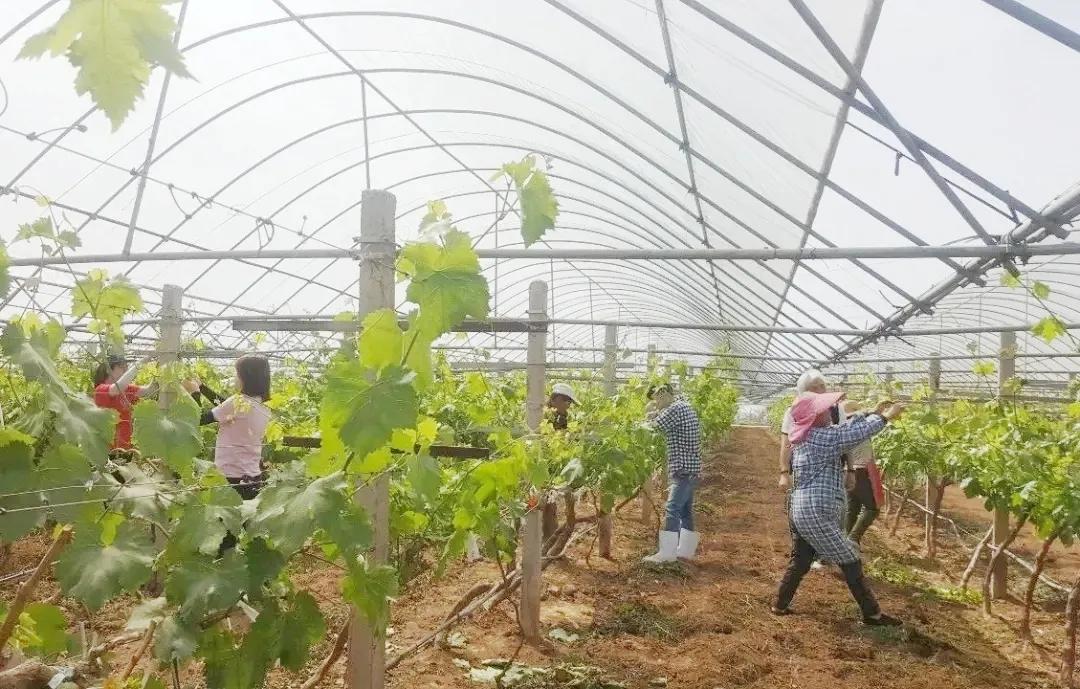 参展企业介绍,参展种业博览会的公司