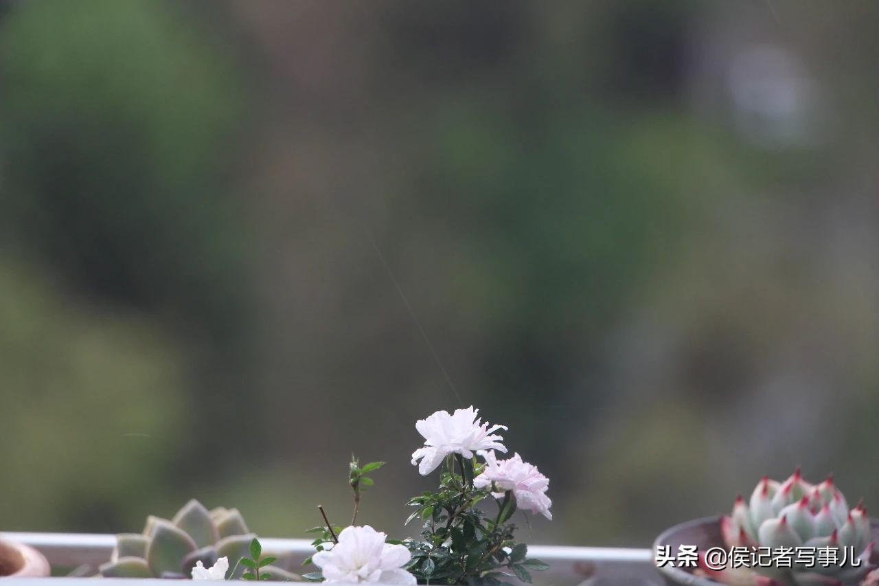 史蒂夫净水器和其他品牌的区别 (史蒂夫净水器是山寨版吗)