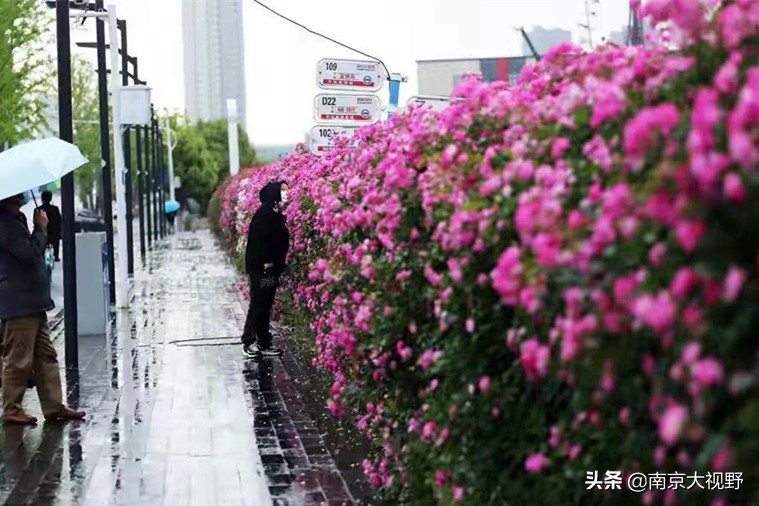 南京最美公交车路线,最美公交车南京