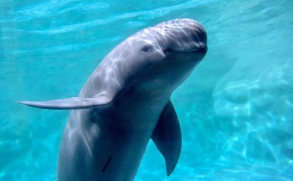 什么是武汉星球研究所,什么是武汉