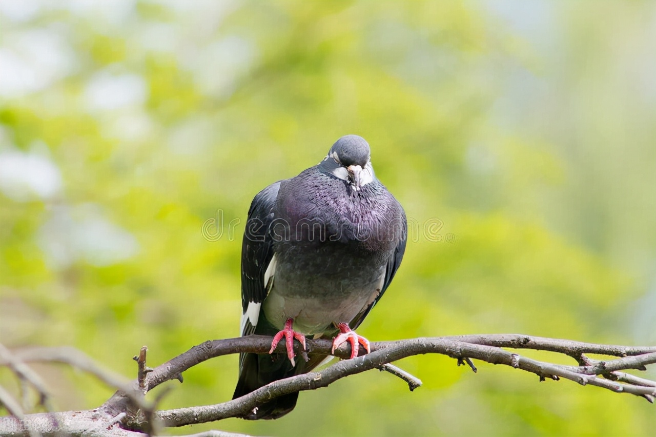 专治鸽子单眼伤风中药配方,治鸽子单眼伤风最好的药