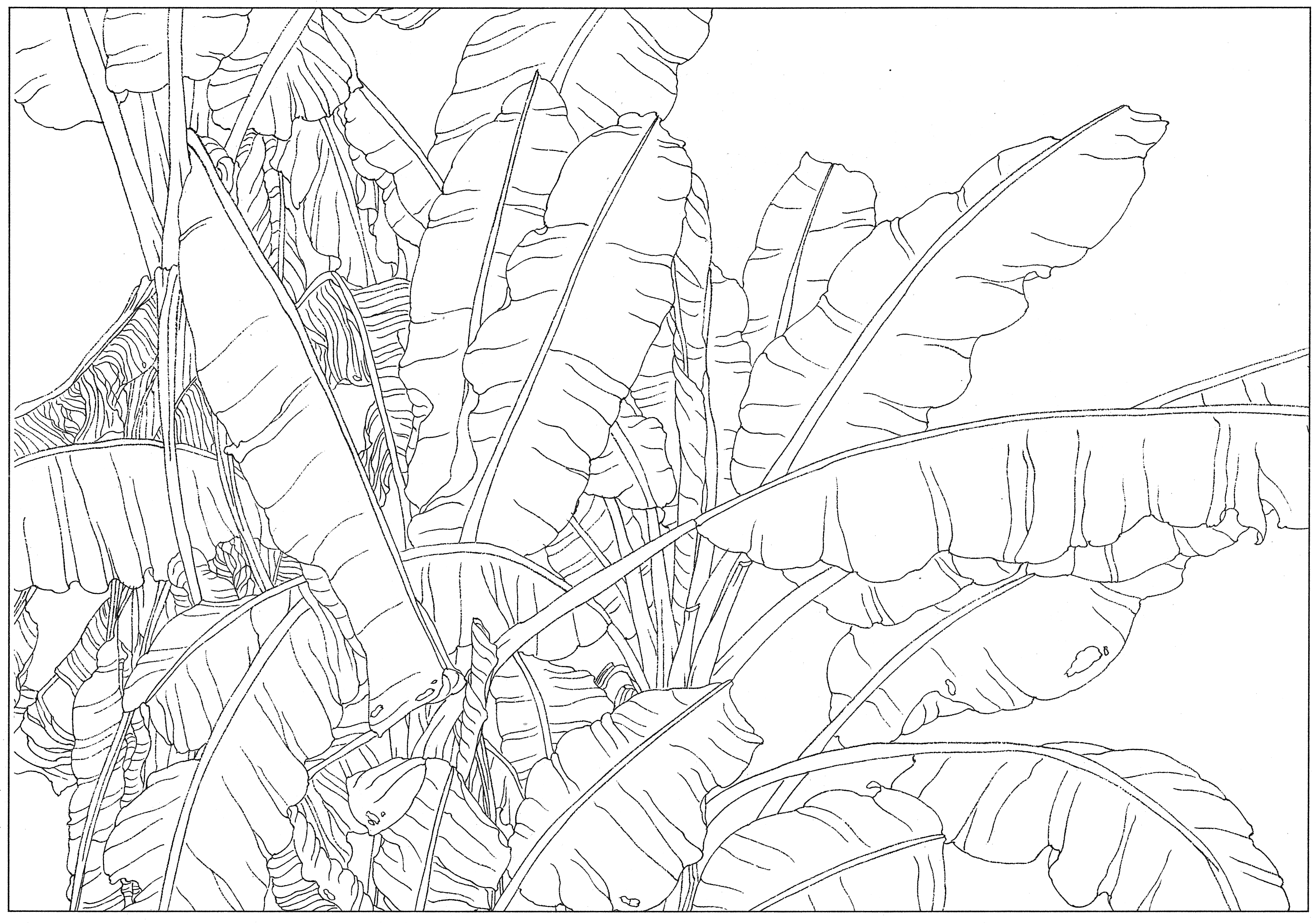 徐渭国画芭蕉作品,临摹徐渭墨梅芭蕉图