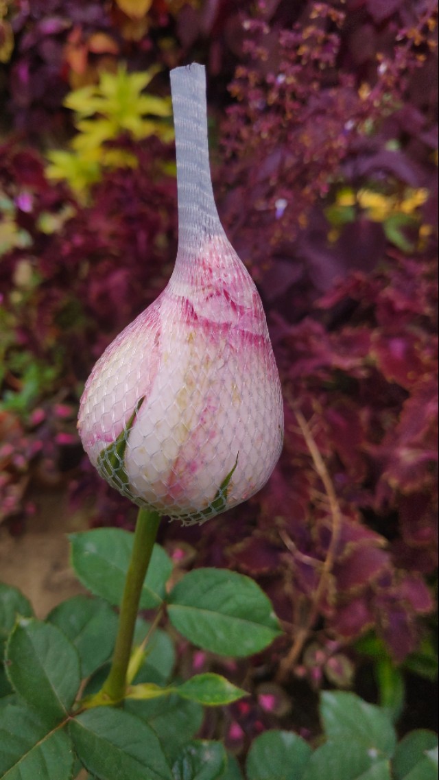 怎么种玫瑰花一年四季都有开花,玫瑰花怎么种可以一年四季都有