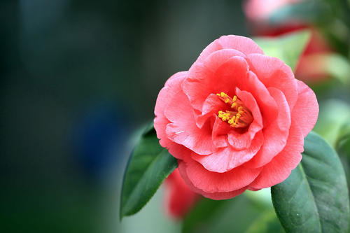 山茶花颜值,大气而娇艳的山茶花