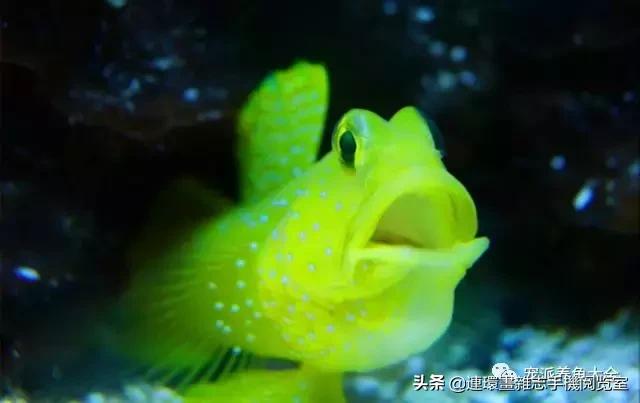 宠物鱼推荐小型的鱼,哪种宠物鱼最可爱