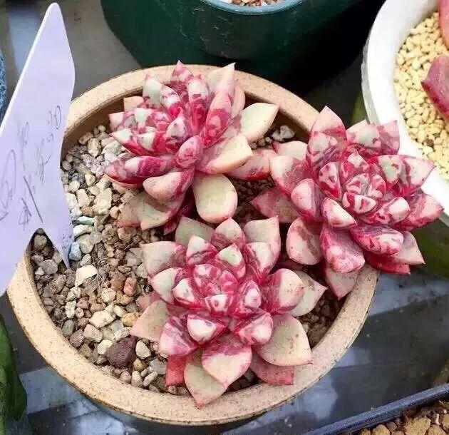 几款好看又好养的多肉,好养且易爆盆的多肉