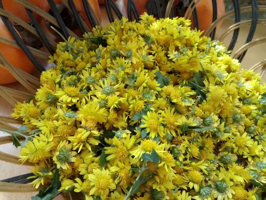 草木人间*我说的小*菊黄**，是好吃的菊花脑