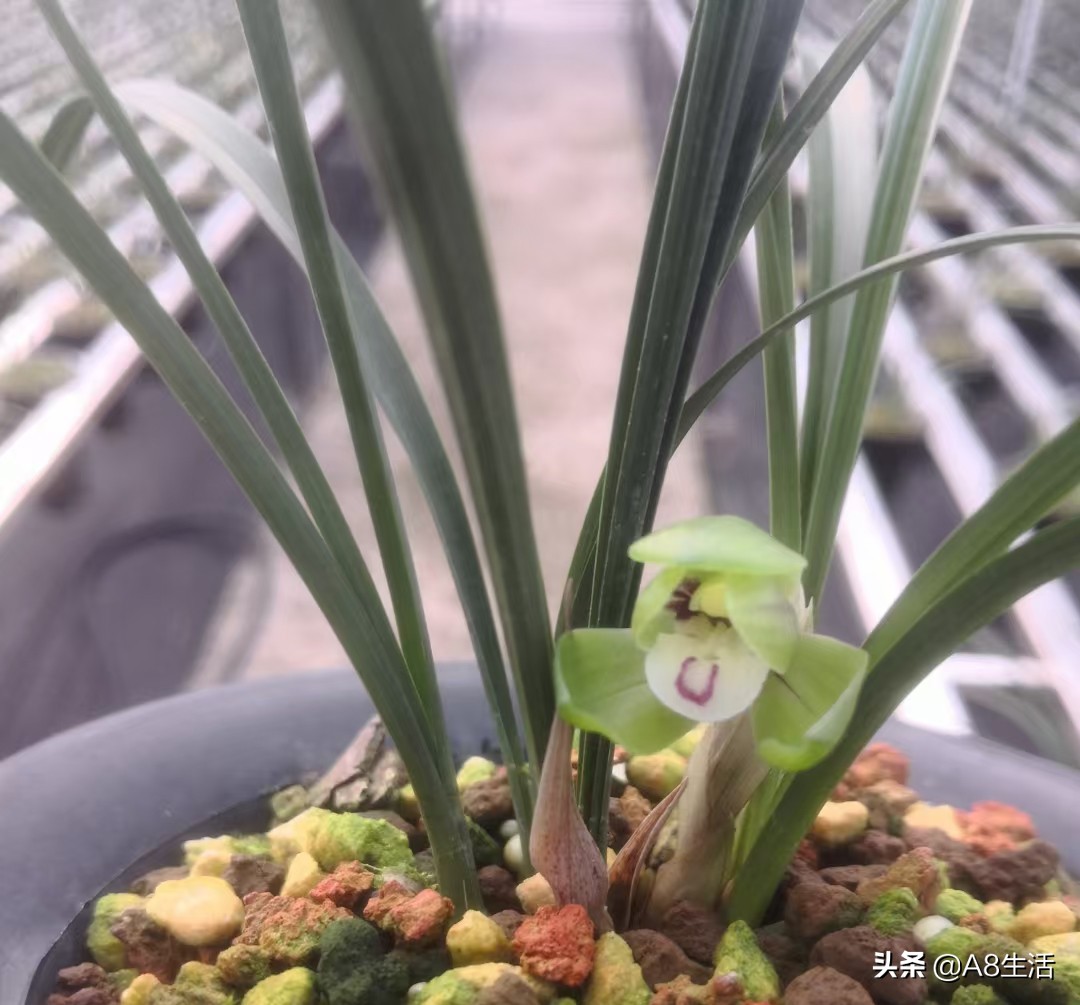 每日一品中国兰花图片,每日一品全文