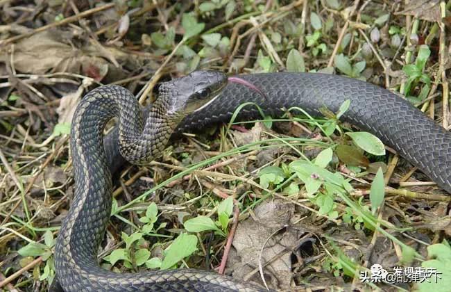 铁山坪玉峰山玩乐,铁山坪避暑游玩