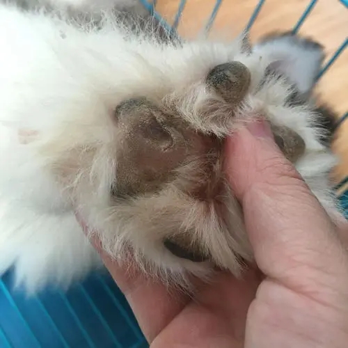 选狗要选哪一种狗最好,老祖宗挑狗术牢记三句口诀