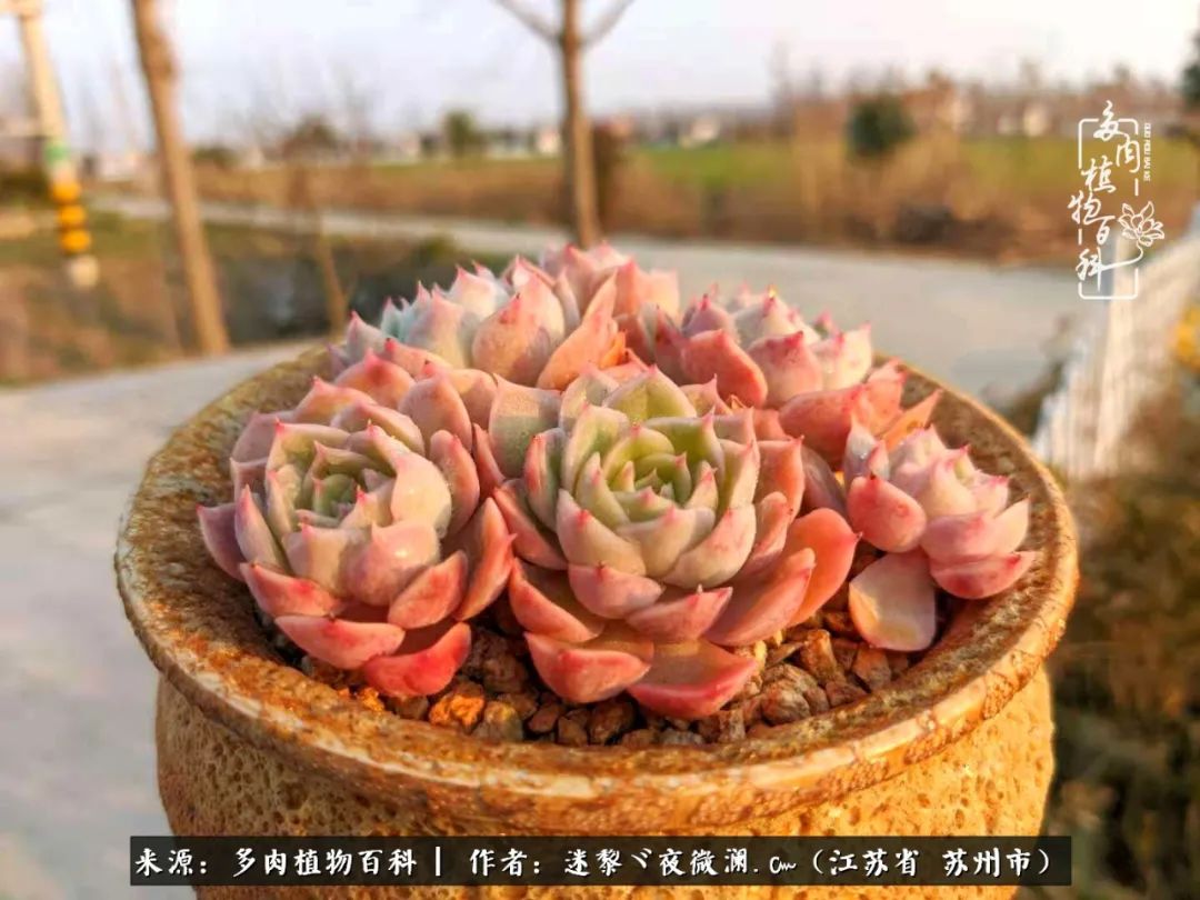 围观多肉版武林大会，一起穿越吧,下