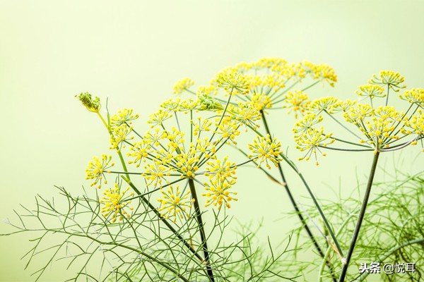 花小美芳香疗法：甜茴香精油（Fennel）的功效与作用