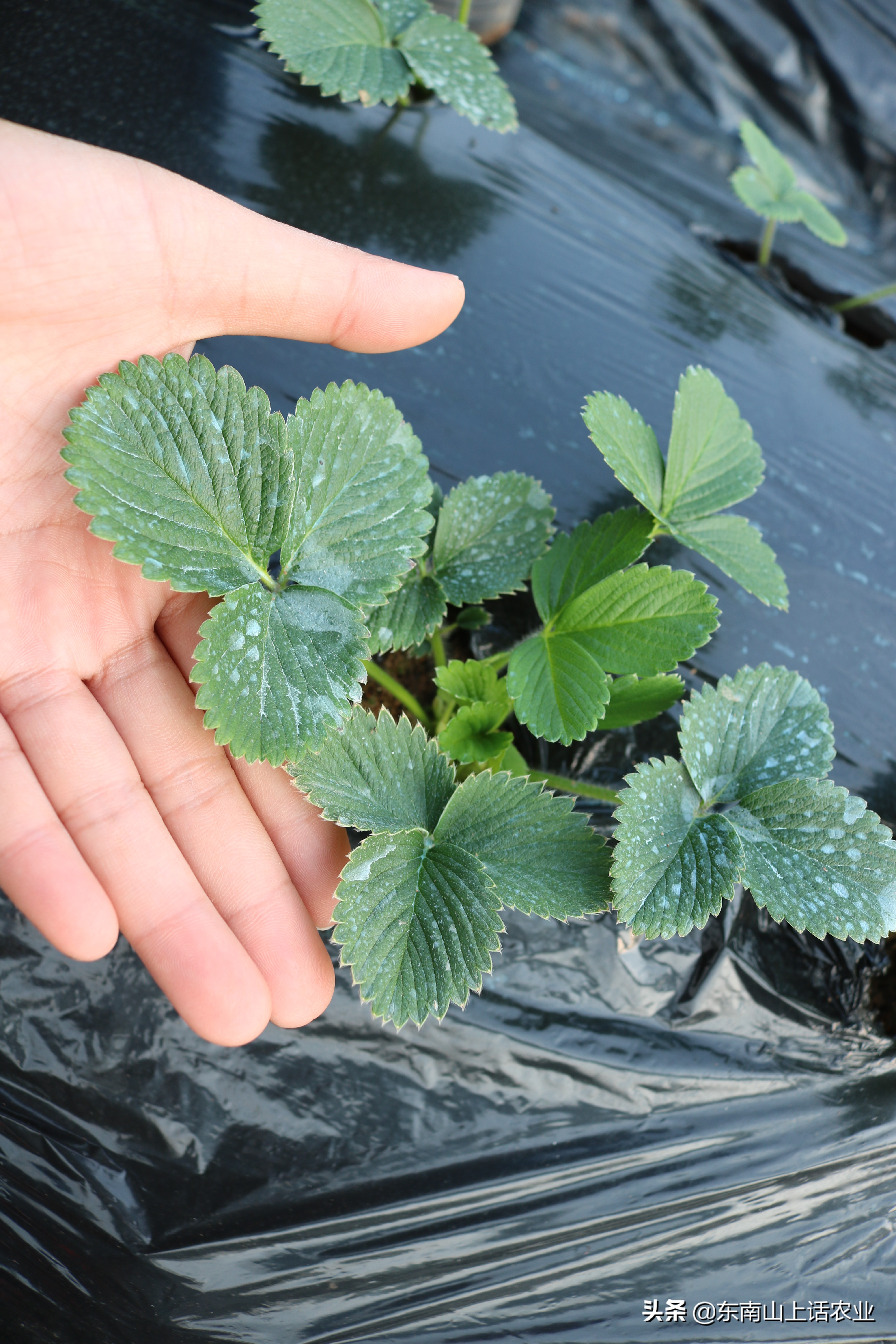 草莓的重要病害—灰霉病,图片观察其侵染全过程、变化,不再看错